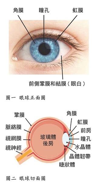 眼睛部位圖|眼睛的結構和機能